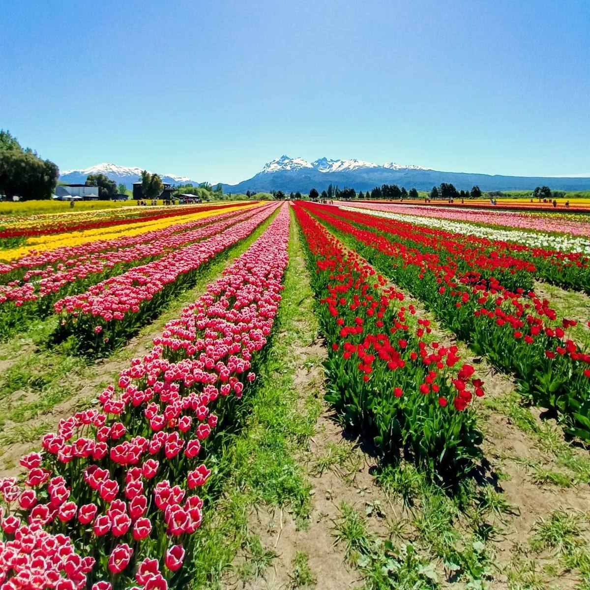 Campo de tulipanes de colores en Trevelin